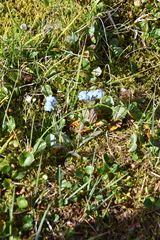 Myosotis asiatica