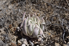 Dudleya greenei