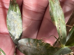 Erysiphe pisi