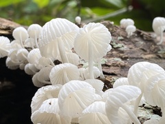 Marasmiellus