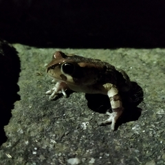 Sclerophrys capensis