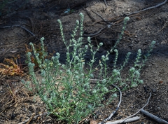 Cryptantha juniperensis