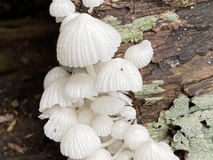 Marasmiellus