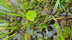 Centella cordifolia