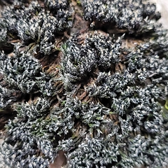 Grimmiaceae