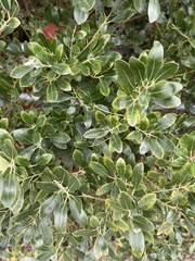 Ilex glabra