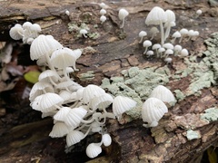 Marasmiellus