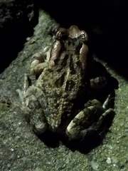 Sclerophrys capensis