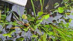 Centella cordifolia