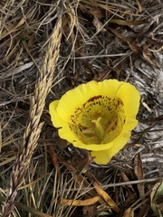 Calochortus luteus