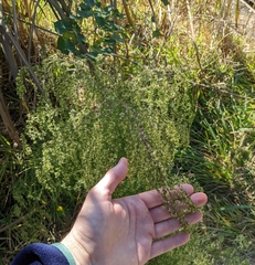 Eupatorium capillifolium