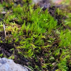 Flexitrichum flexicaule