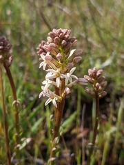 Stackhousia subterranea