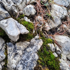 Flexitrichum flexicaule