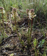 Stackhousia subterranea