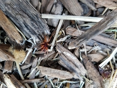 Dysdera