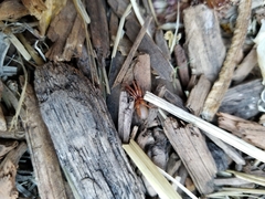 Dysdera