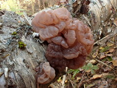 Tremella