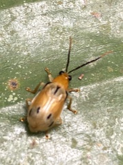 Diabroticina