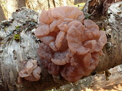 Tremella