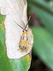 Diabroticina