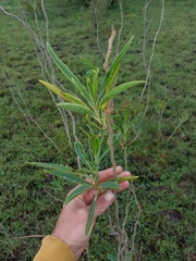 Solanum glaucophyllum