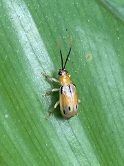 Diabroticina
