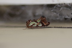 Cosmodes elegans