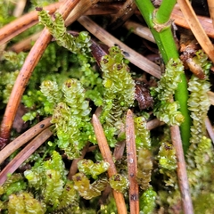 Anastrepta orcadensis