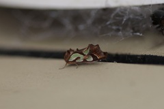 Cosmodes elegans