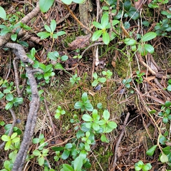 Anastrepta orcadensis