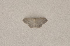 Scopula optivata