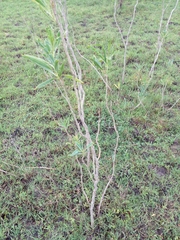 Solanum glaucophyllum