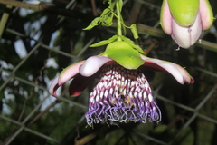 Passiflora alata