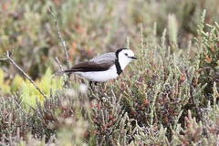 Epthianura albifrons