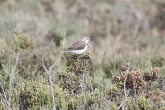 Epthianura albifrons