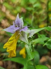 Melampyrum