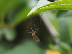 Trichocera