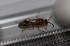 Ropalidia romandi