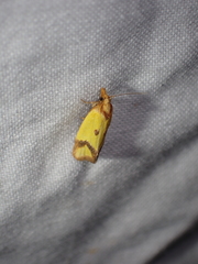 Agapeta zoegana