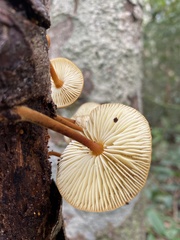 Heimiomyces