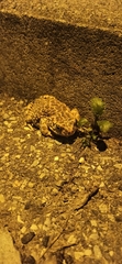 Bufotes viridis balearicus