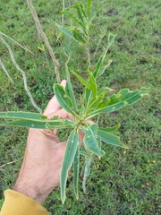 Solanum glaucophyllum
