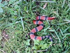 Micrurus corallinus