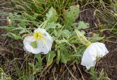 Oenothera albicaulis