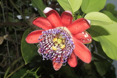 Passiflora alata