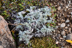 Oxytropis putoranica