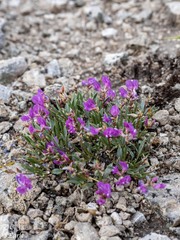 Astragalus spatulatus