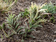 Castilleja sessiliflora