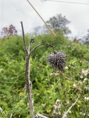 Cirsium vulgare